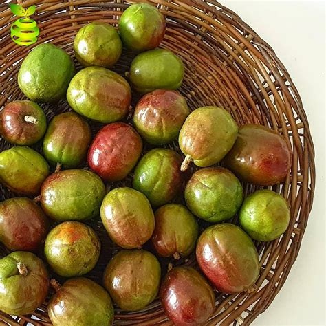 dohat|duhat fruit.